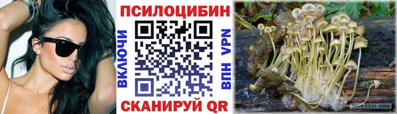 Купить где  Зубцов  Галлюциногенные грибы Psilocybine cubensis 